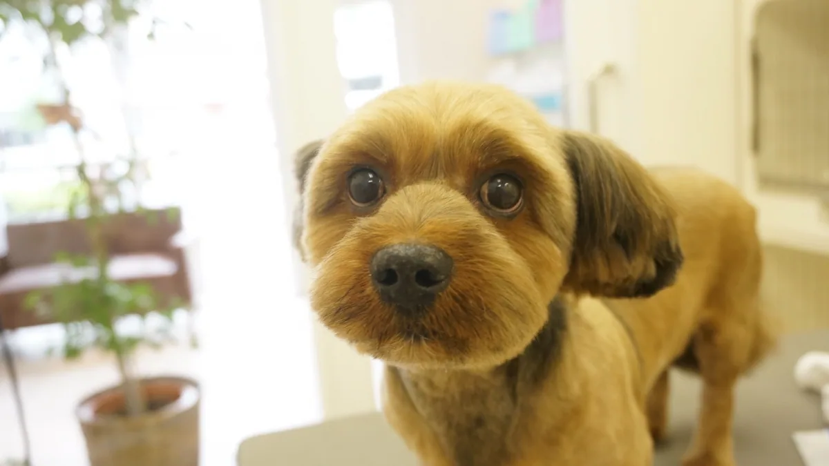 ミックス犬のカットスタイル 10
