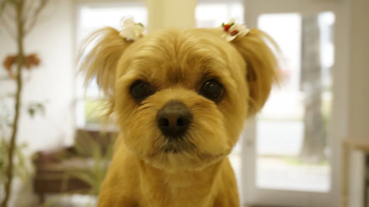 ミックス犬のカットスタイル 11