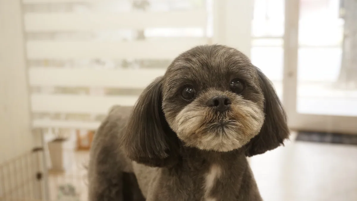 ミックス犬のカットスタイル 12