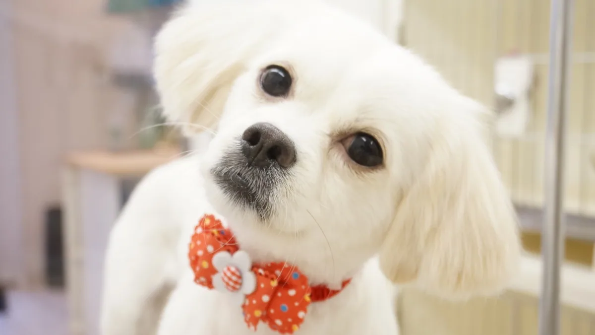 ミックス犬のカットスタイル 14