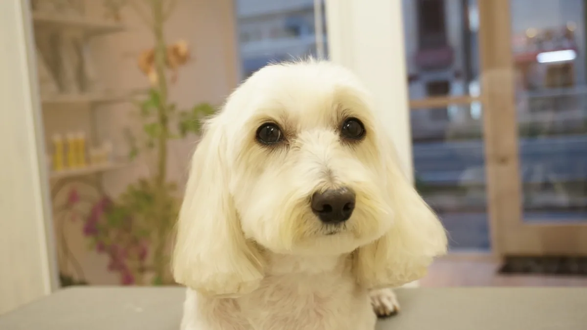 ミックス犬のカットスタイル 2