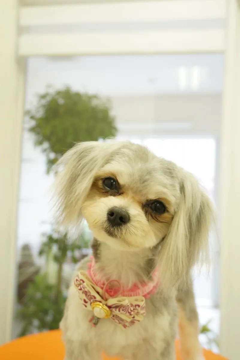 ミックス犬のカットスタイル 3
