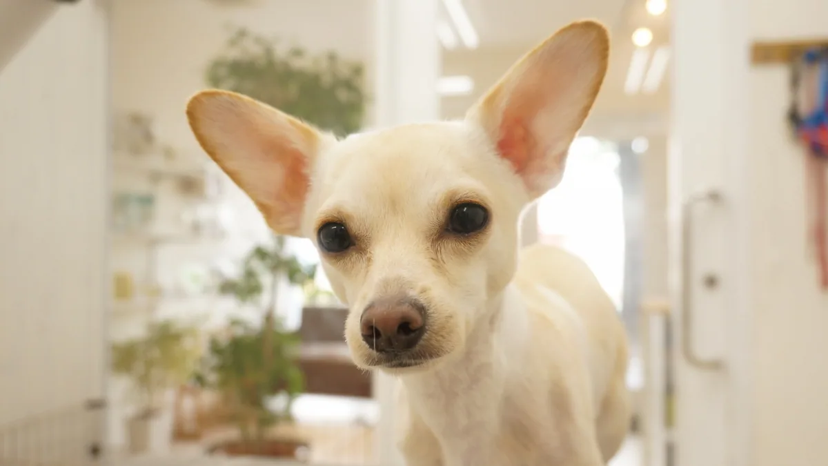 ミックス犬のカットスタイル 6