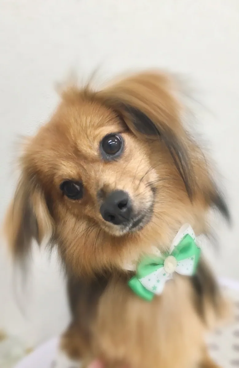 ミックス犬のカットスタイル 7