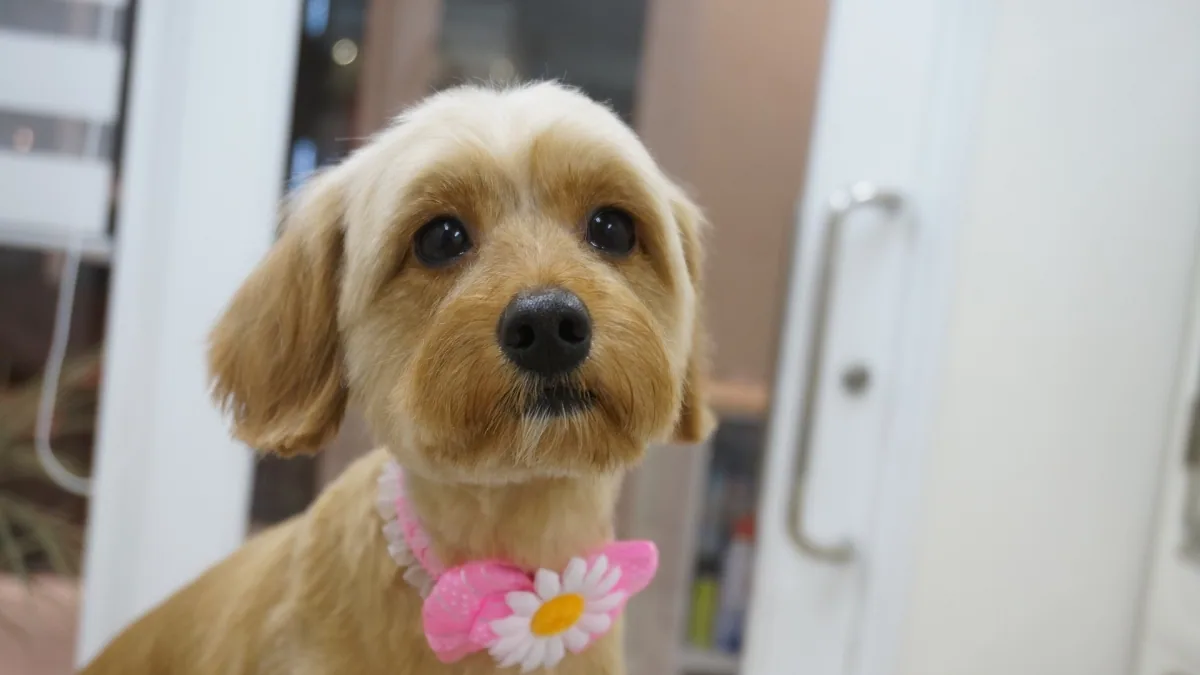 ミックス犬のカットスタイル 8