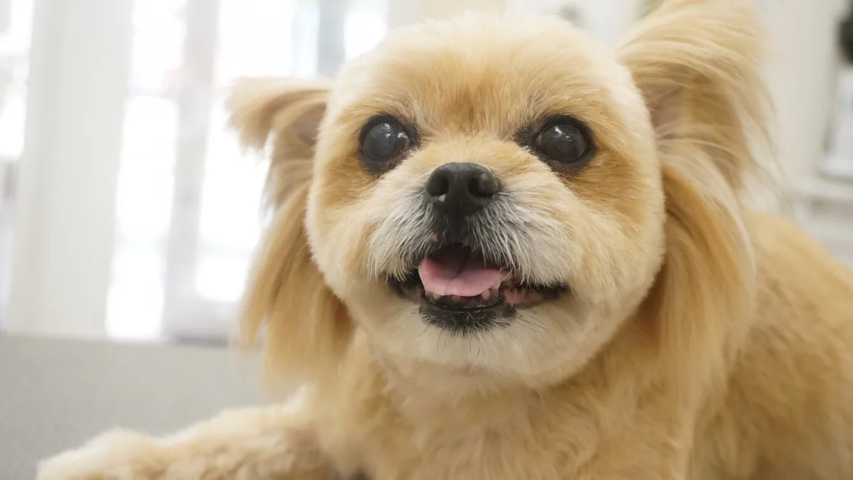 ミックス犬のカットスタイル 9