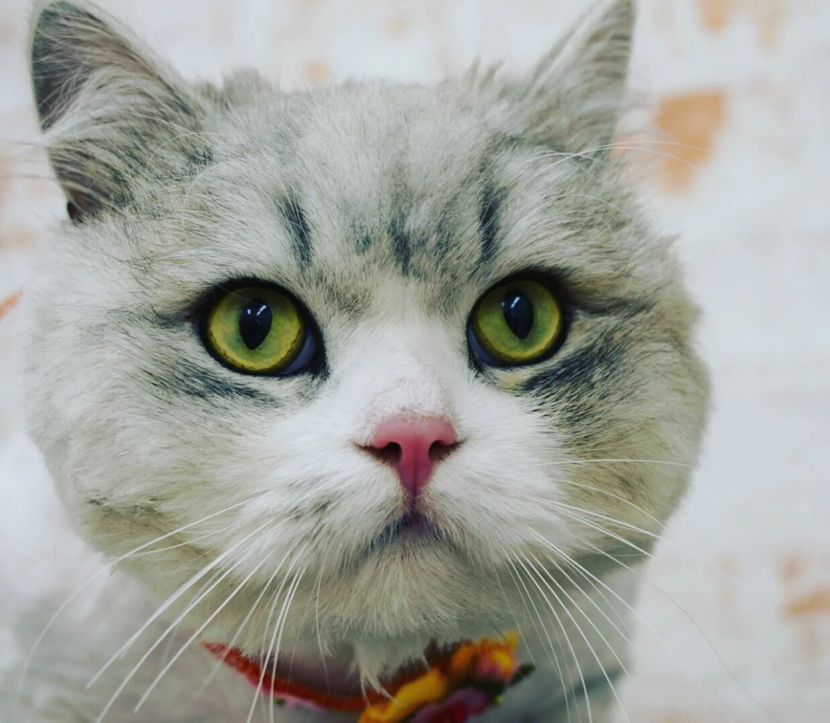 猫のお手入れスタイル 1
