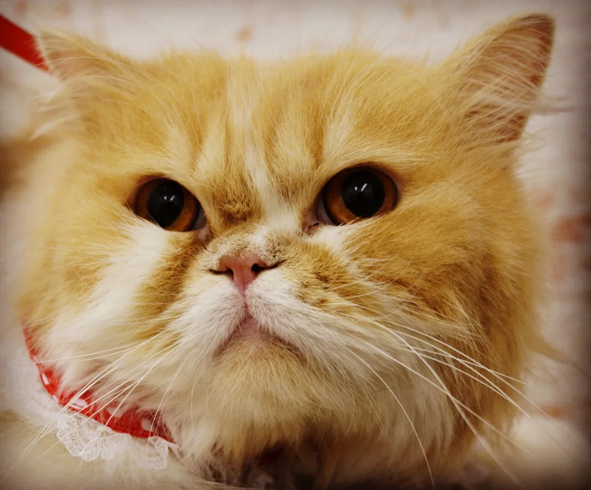 猫のお手入れスタイル 2