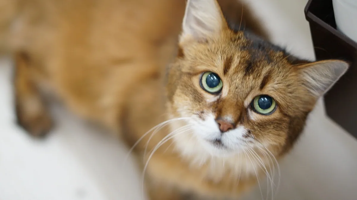 猫のお手入れスタイル 4