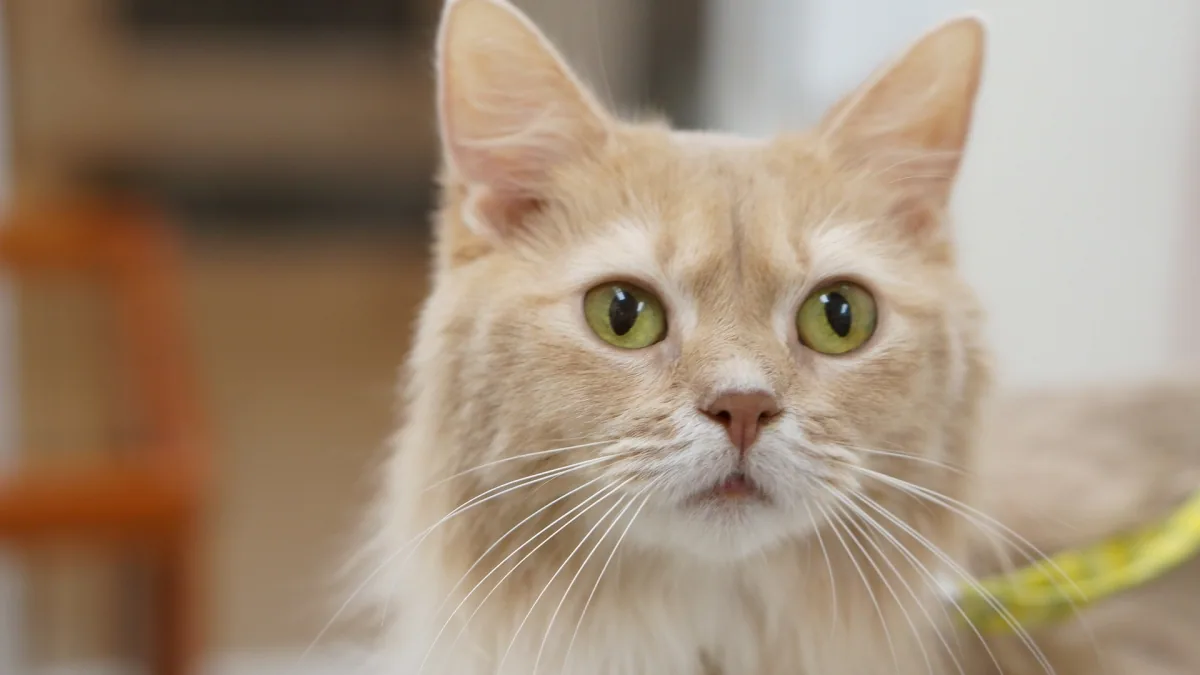 猫のお手入れスタイル 5