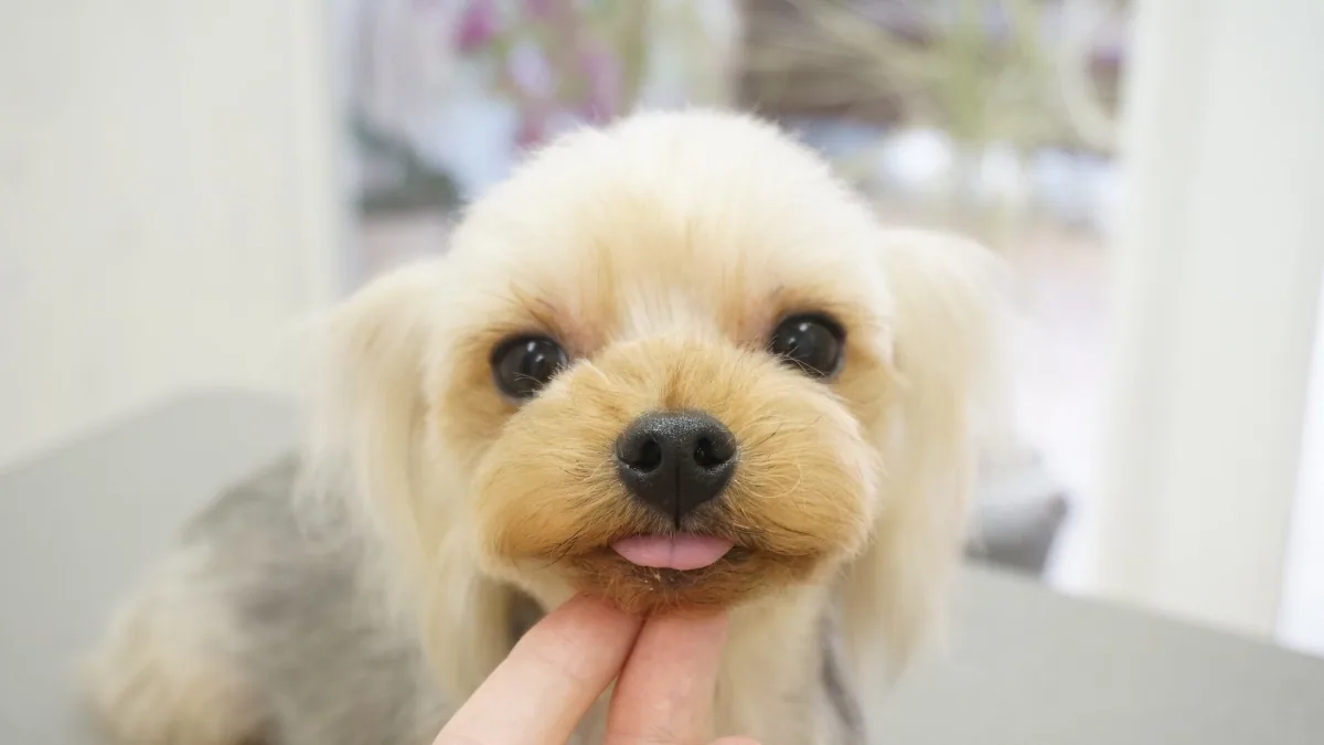ヨーキーのカットスタイル 1
