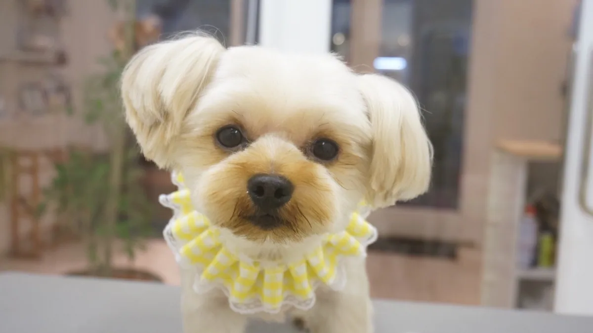 ヨーキーのカットスタイル 3