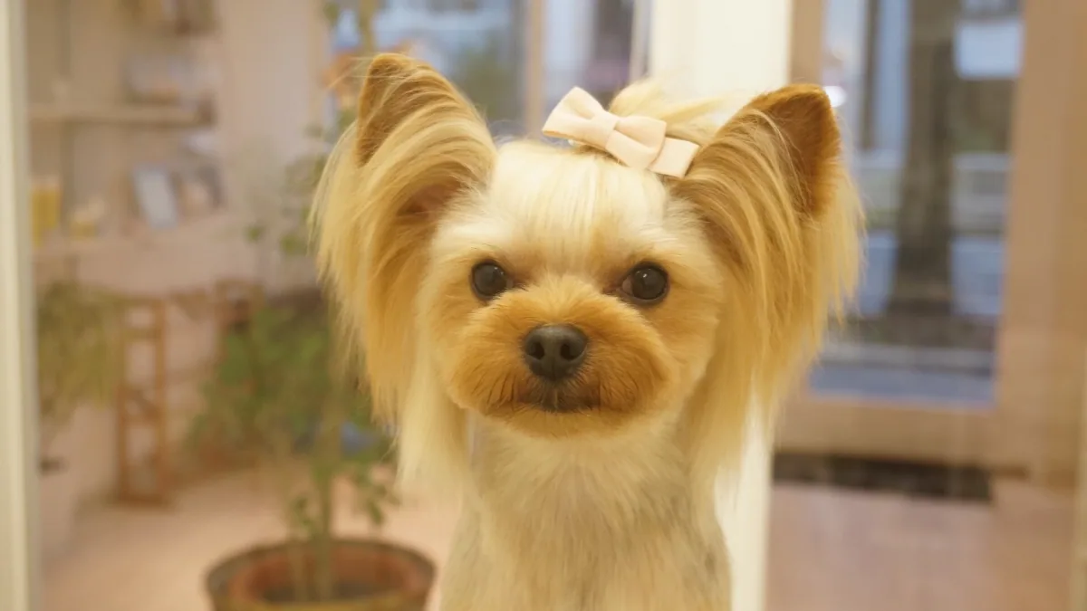 ヨーキーのカットスタイル 4
