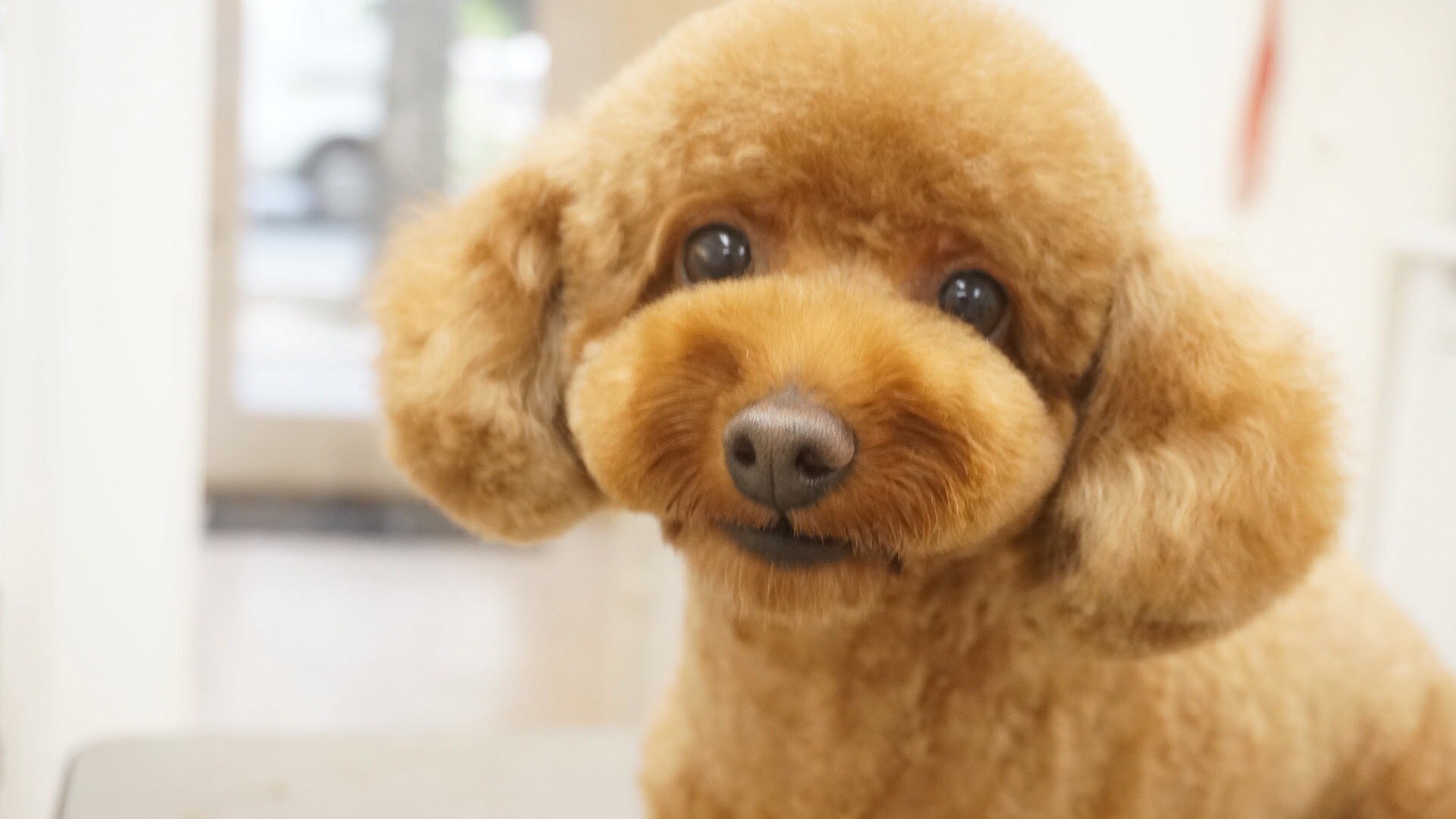 Cube dogでトリミングしたワンちゃん